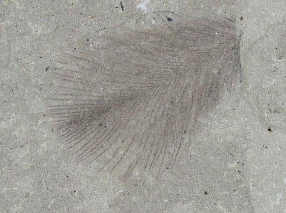 Fossil Feather - Green River Formation, Utah #97454